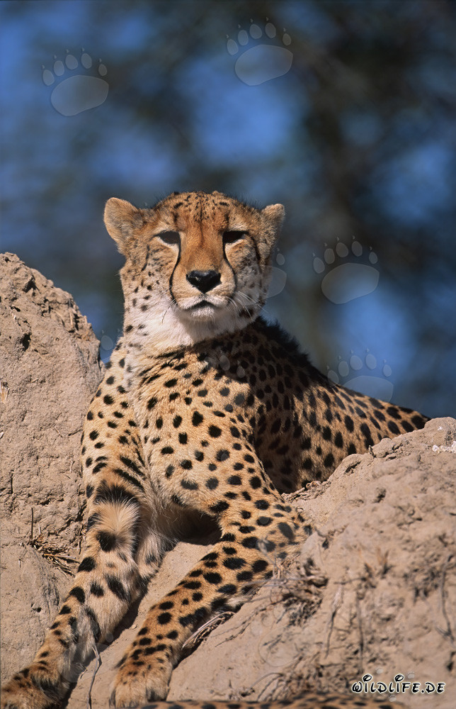Gepard auf Termitenhügel beobachtet seine Umgebung