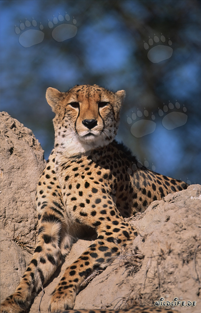 Guépard observant son environnement sur une termitière