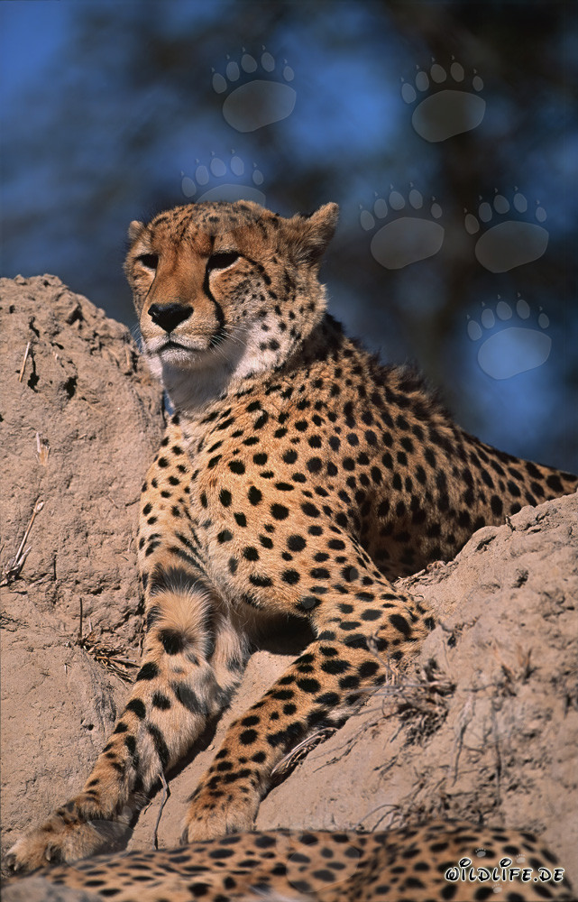 Cheetah observing the surroundings from a termite hill