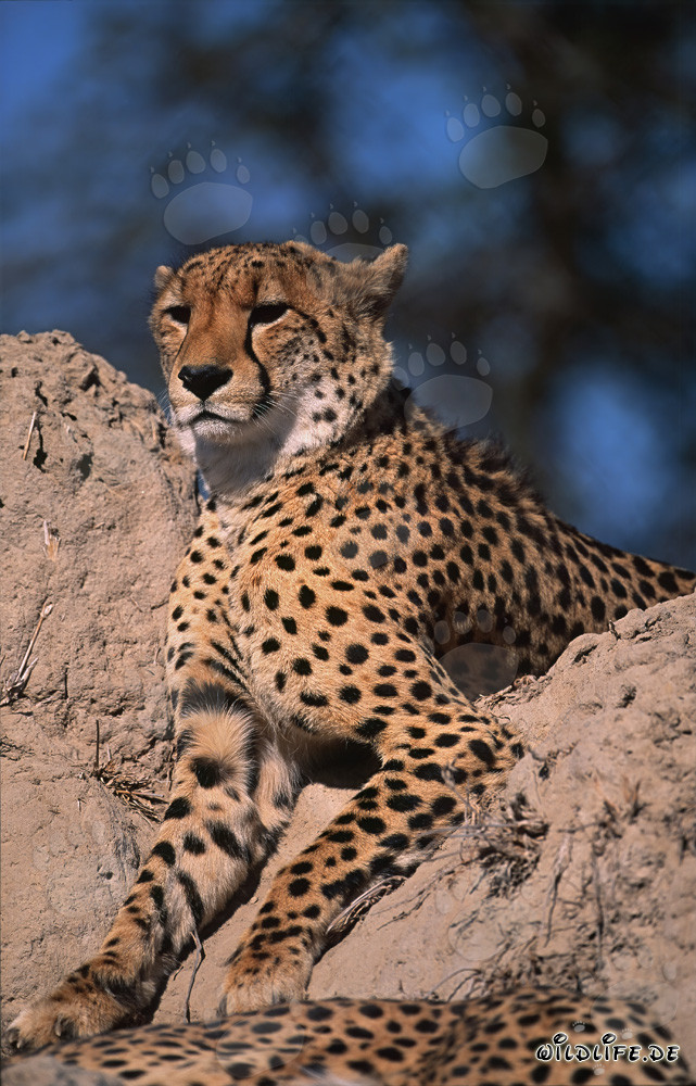 Gepard beobachtet die Umgebung von einem Termitenhügel aus