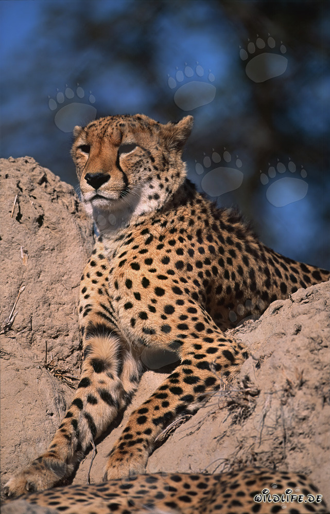 Guépard observant l'environnement depuis une termitière