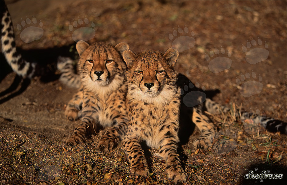 Two majestic cheetahs in the African wilderness
