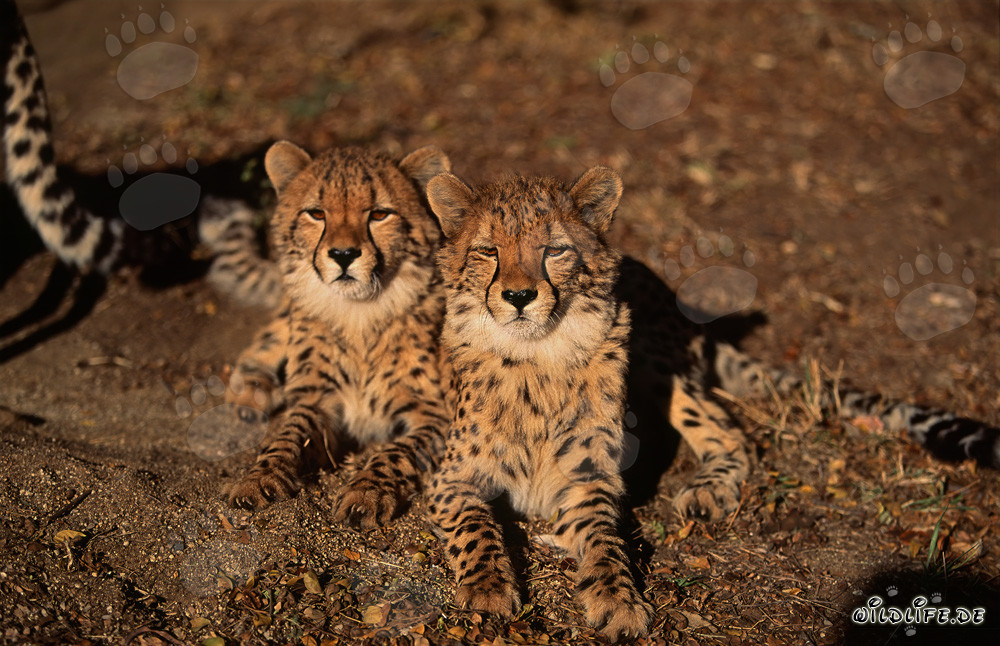 Zwei majestätische Geparden in der Wildnis Afrikas