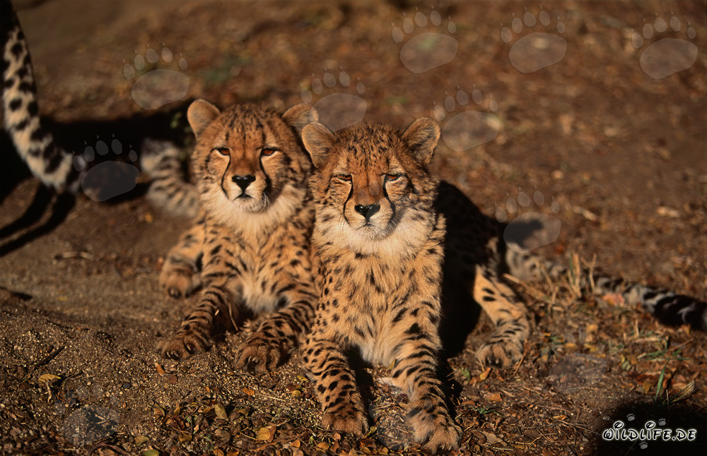 Due maestosi ghepardi nella wilderness dell'Africa