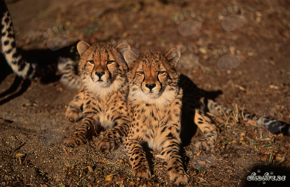 Deux majestueux guépards dans la nature sauvage d'Afrique