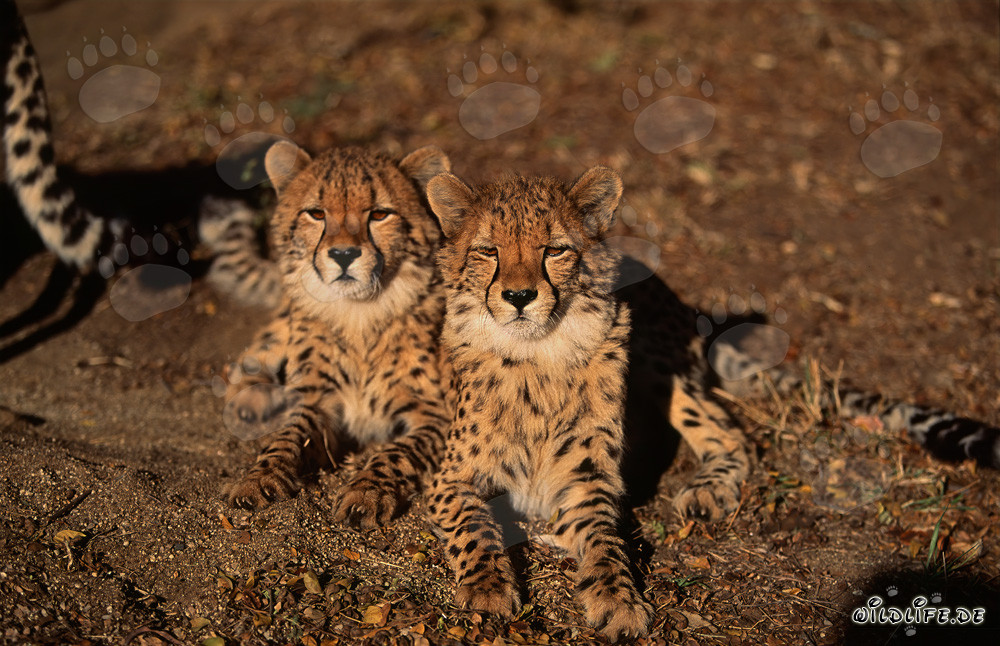 Dos majestuosos guepardos en la naturaleza salvaje de África