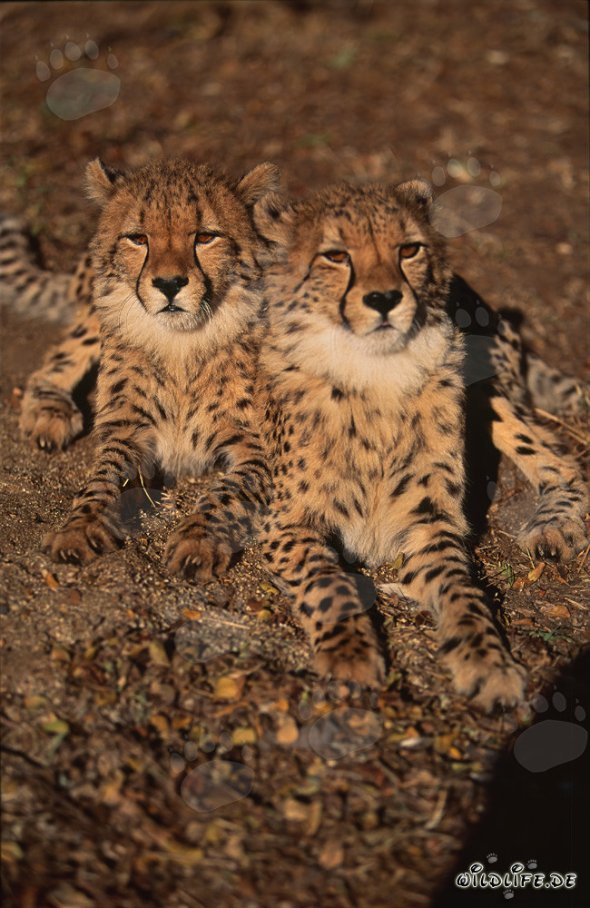 Zwei junge Geparde im Hoedspruit Research & Breeding Centre