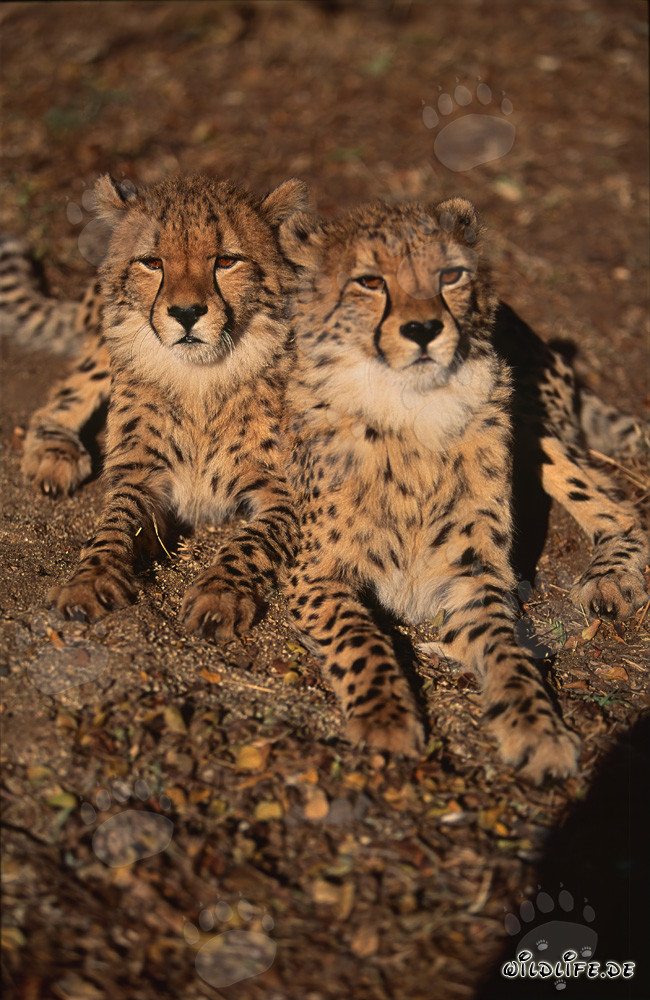 Two young cheetahs at Hoedspruit Research & Breeding Centre