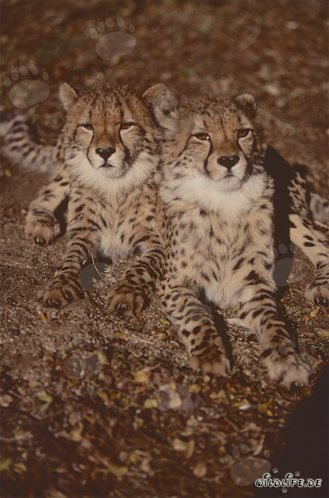 The two majestic cheetahs fascinate every big cat enthusiast