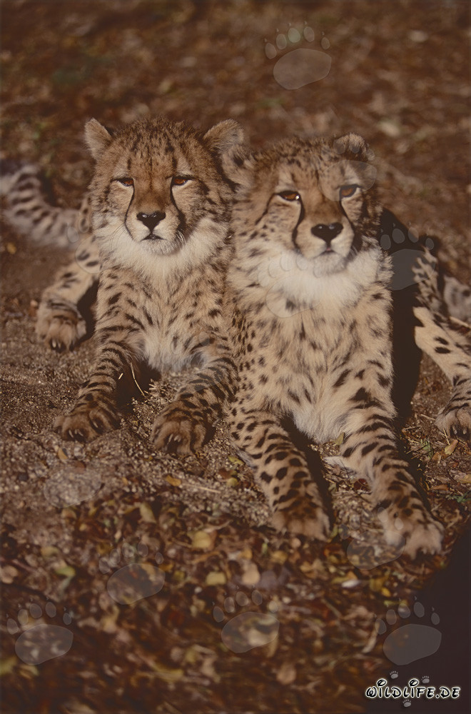 Los dos majestuosos guepardos fascinan a todo amante de los felinos