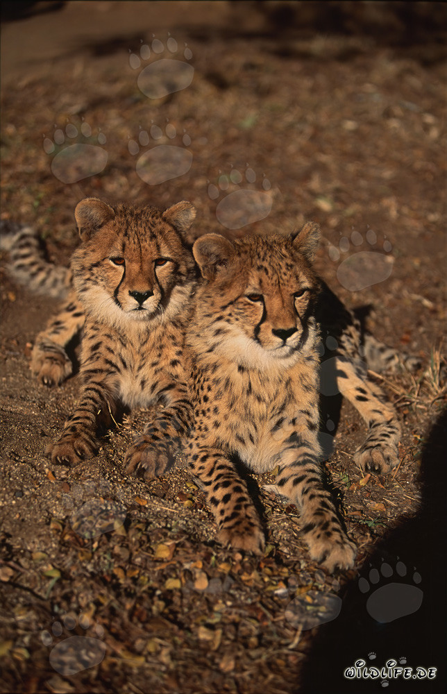 Deux jeunes guépards fascinants