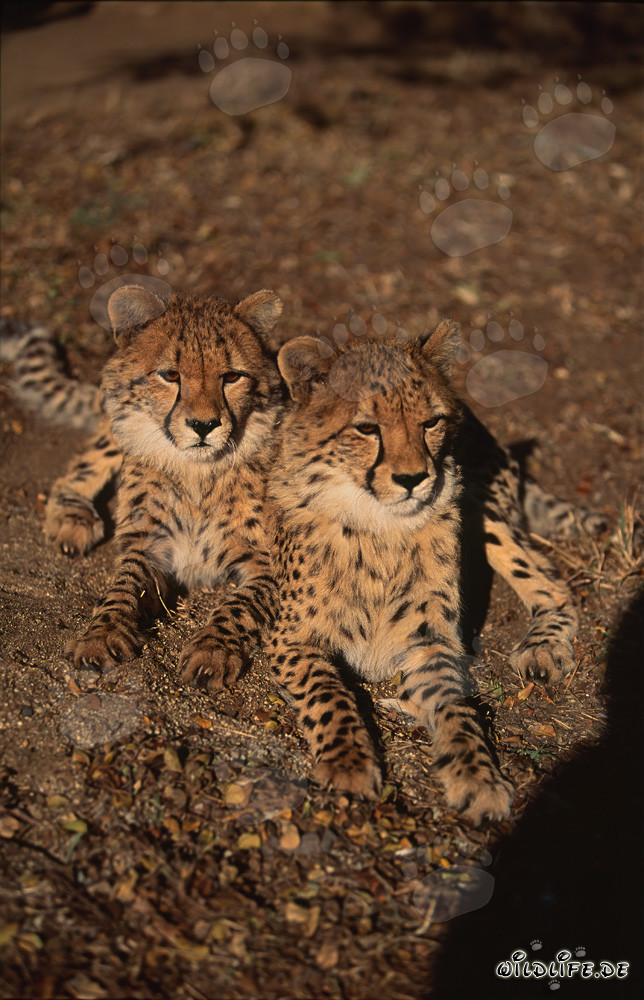 Two fascinating young cheetahs