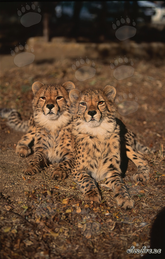 Deux jeunes guépards fascinants observés dans la nature sauvage