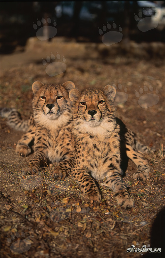 Dos jóvenes guepardos fascinantes observados en la naturaleza salvaje