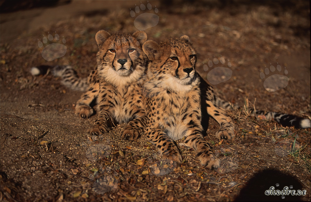 Graceful and majestic: Two young cheetahs