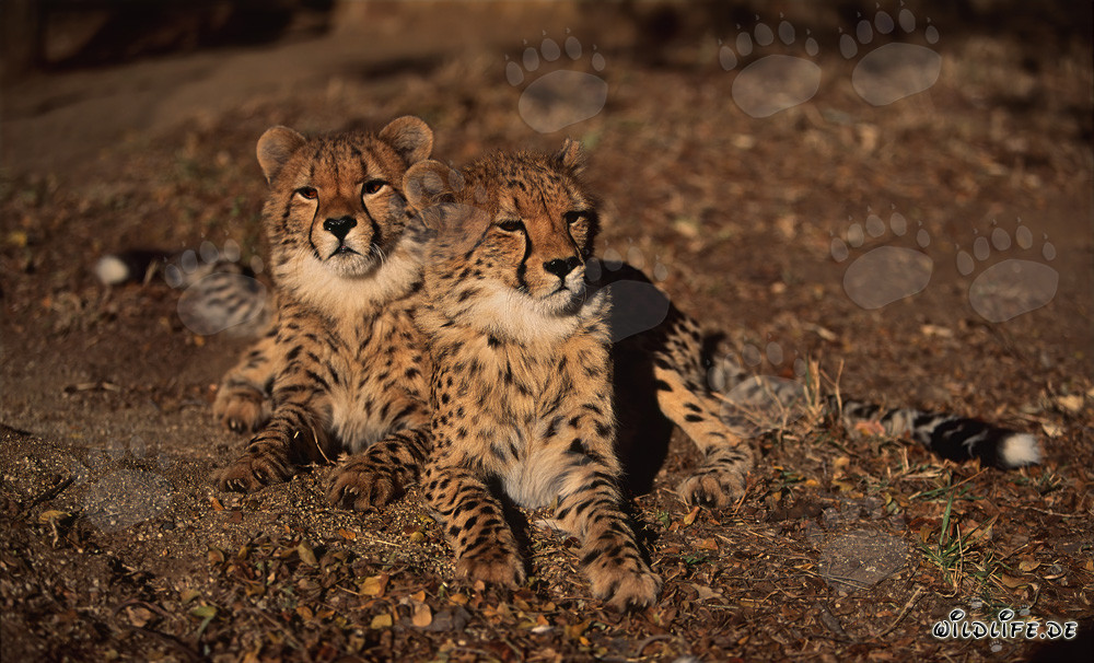 Two young cheetahs resting