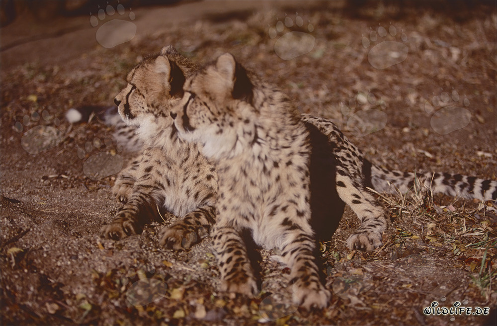 Two highly concentrated young cheetahs