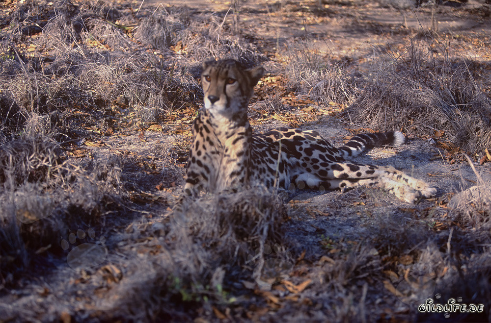 Ghepardo reale - Predatore maestoso in Sudafrica