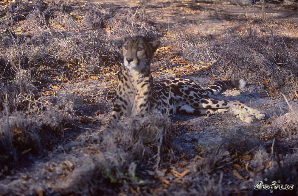 Guepardo real - Majestuoso depredador en Sudáfrica