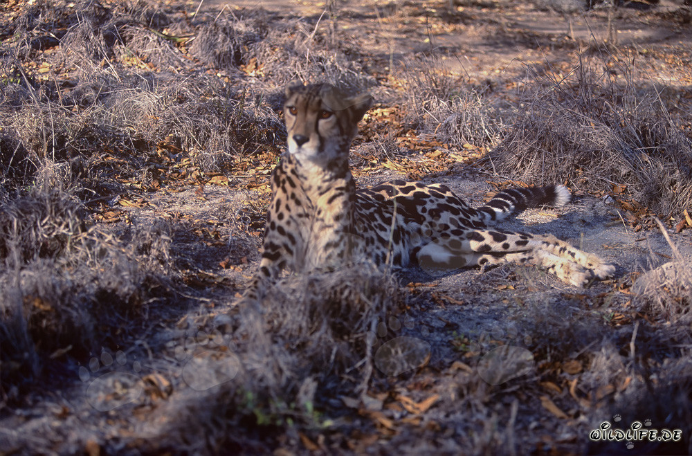 Guépard royal - Prédateur majestueux en Afrique du Sud