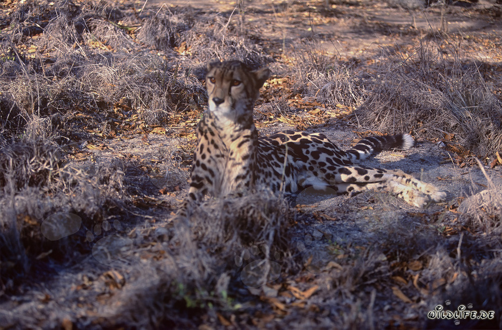 Koenigsgepard - Majestätisches Raubtier in Südafrika