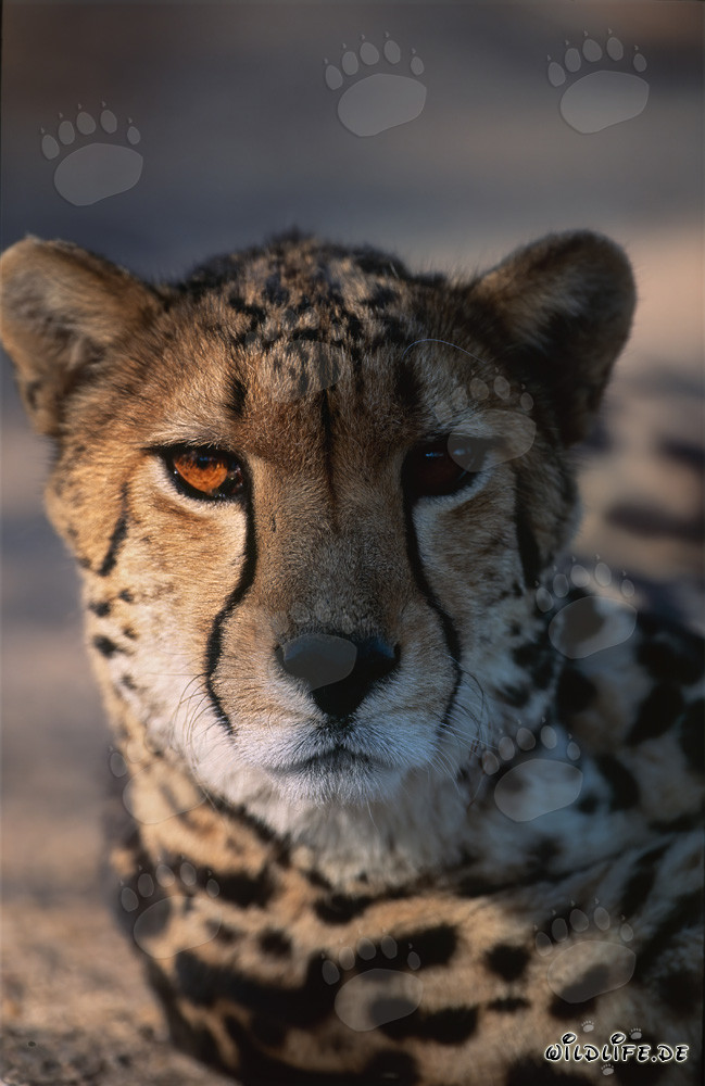 Retrato majestuoso de un guepardo real