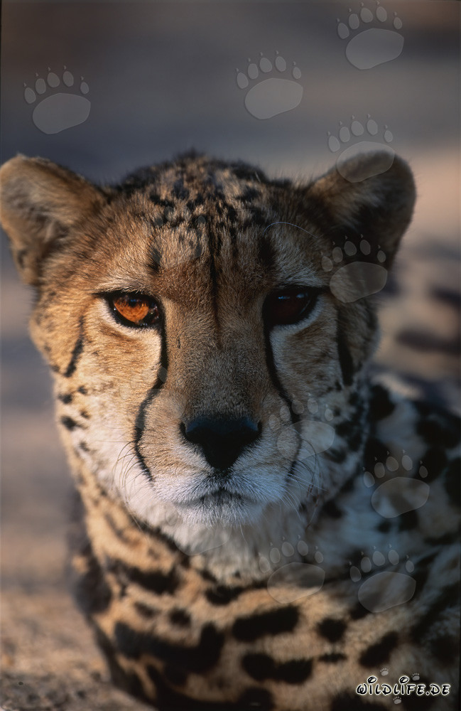 King Cheetah - majestic big cats portrait