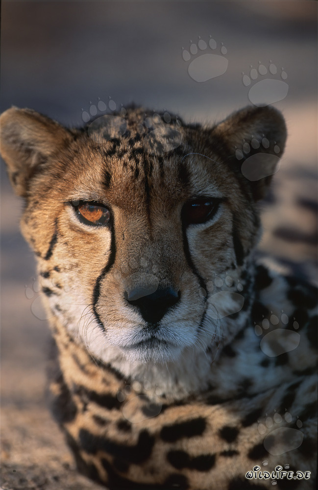Königsgepard - majestätisches Großkatzen Portrait