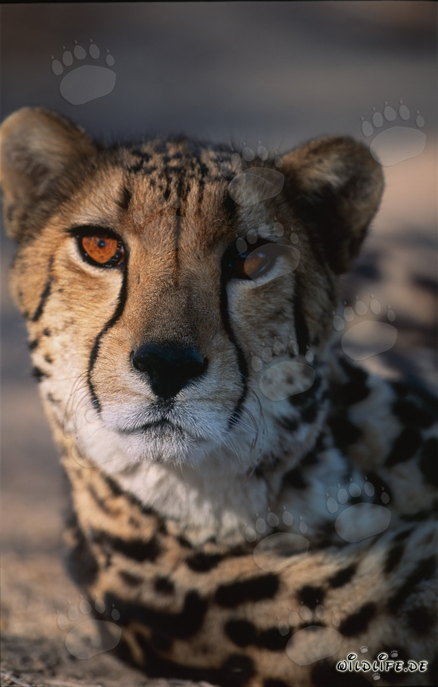 Ghepardo reale - Ritratto maestoso di un Acinonyx jubatus