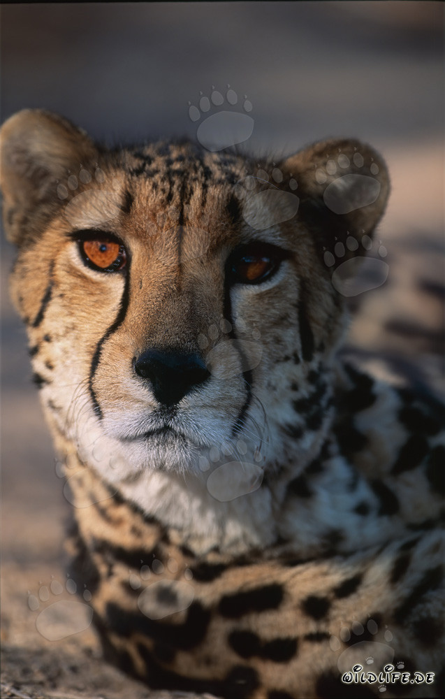 Guépard royal - Portrait majestueux d'un Acinonyx jubatus
