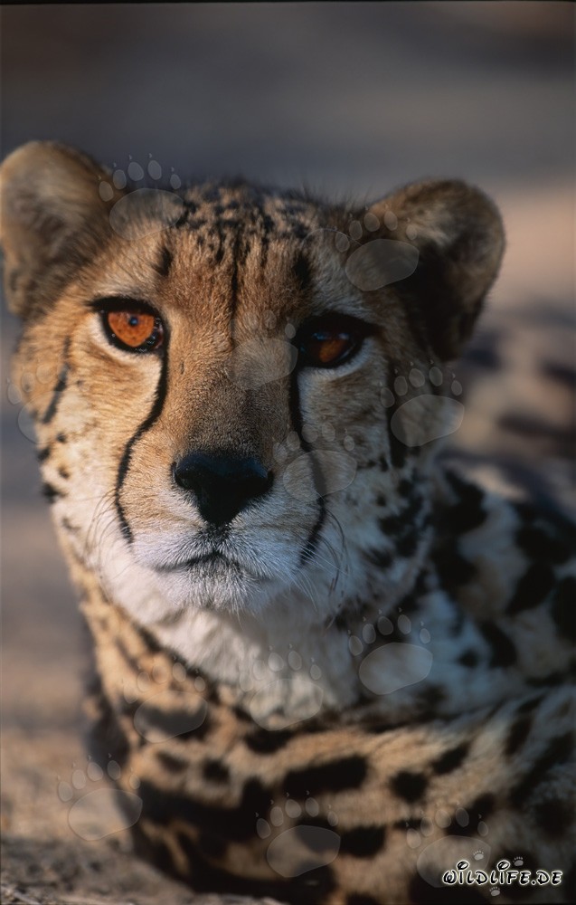 Guepardo real - Retrato majestuoso de un Acinonyx jubatus