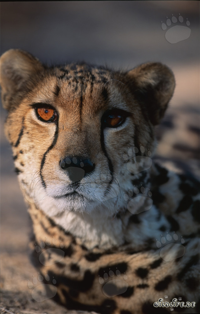King Cheetah - Majestic Portrait of an Acinonyx jubatus