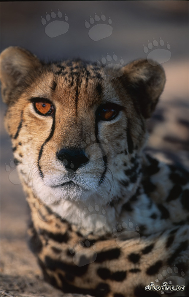 Königsgepard - Majestätisches Porträt eines Acinonyx jubatus
