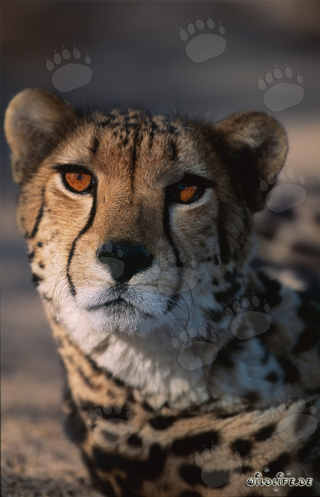 Guépard royal rare en gros plan