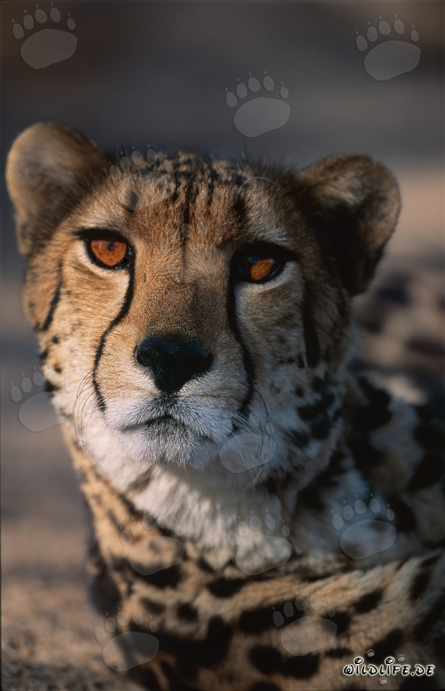Rare king cheetah in close-up view