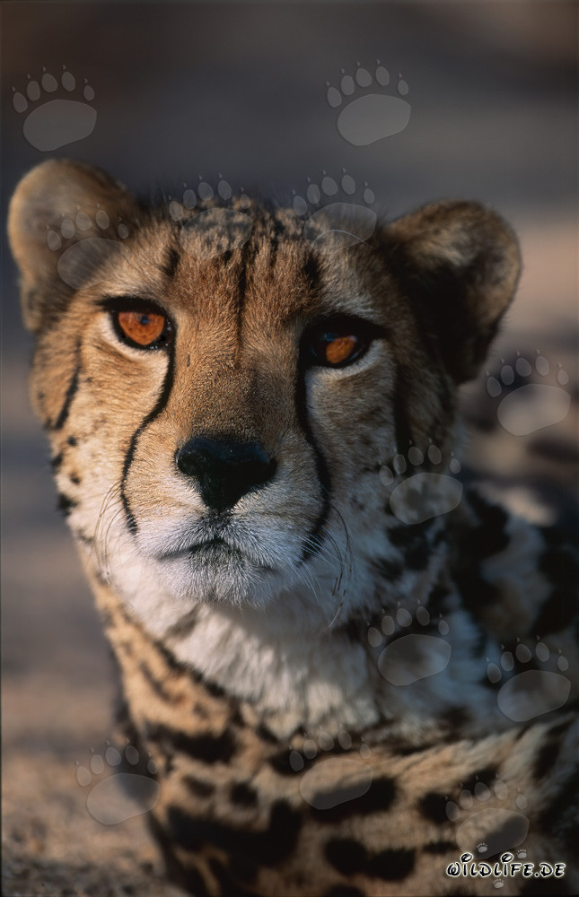 Seltener Königsgepard in Nahaufnahme