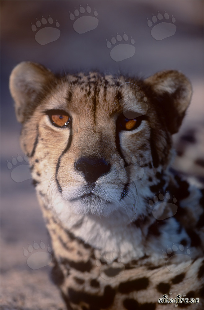 Portrait fascinant d'un majestueux guépard royal