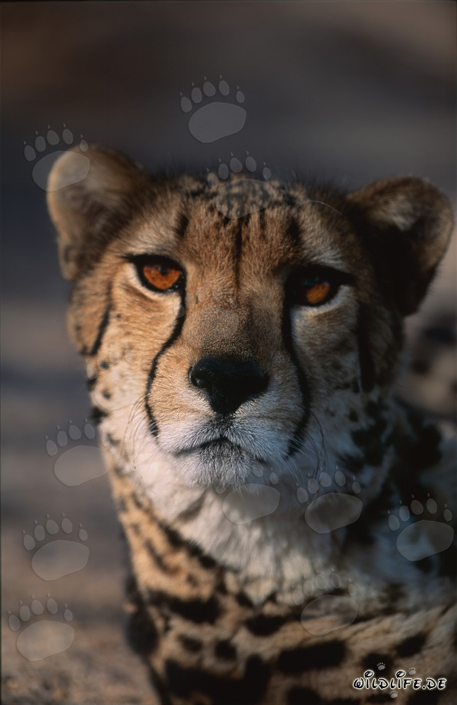 Mirada fascinante de un guepardo real