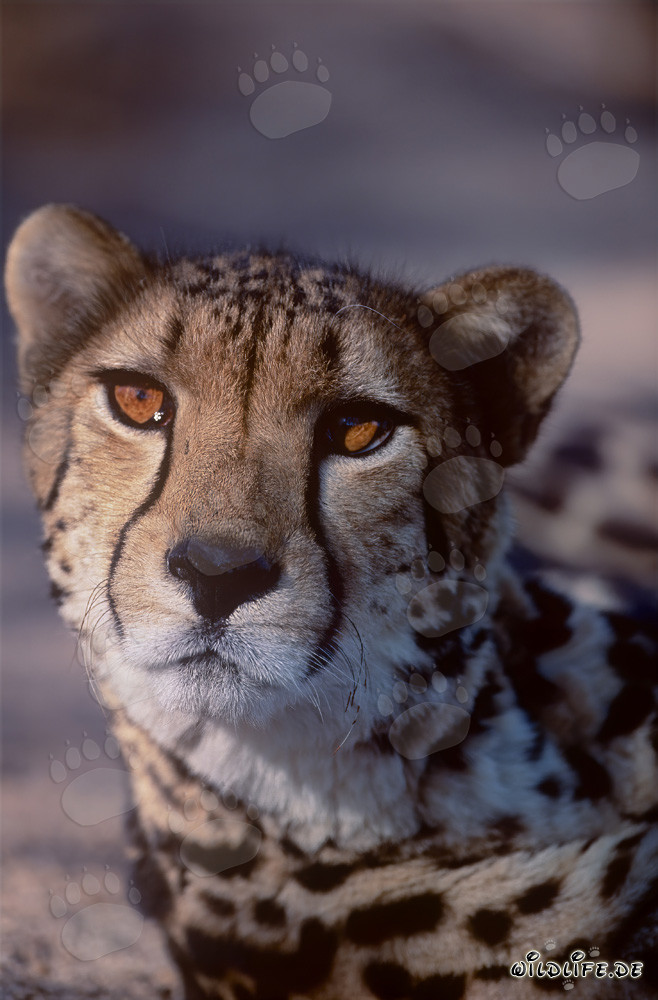 Portrait fascinant d'un guépard royal en vue frontale