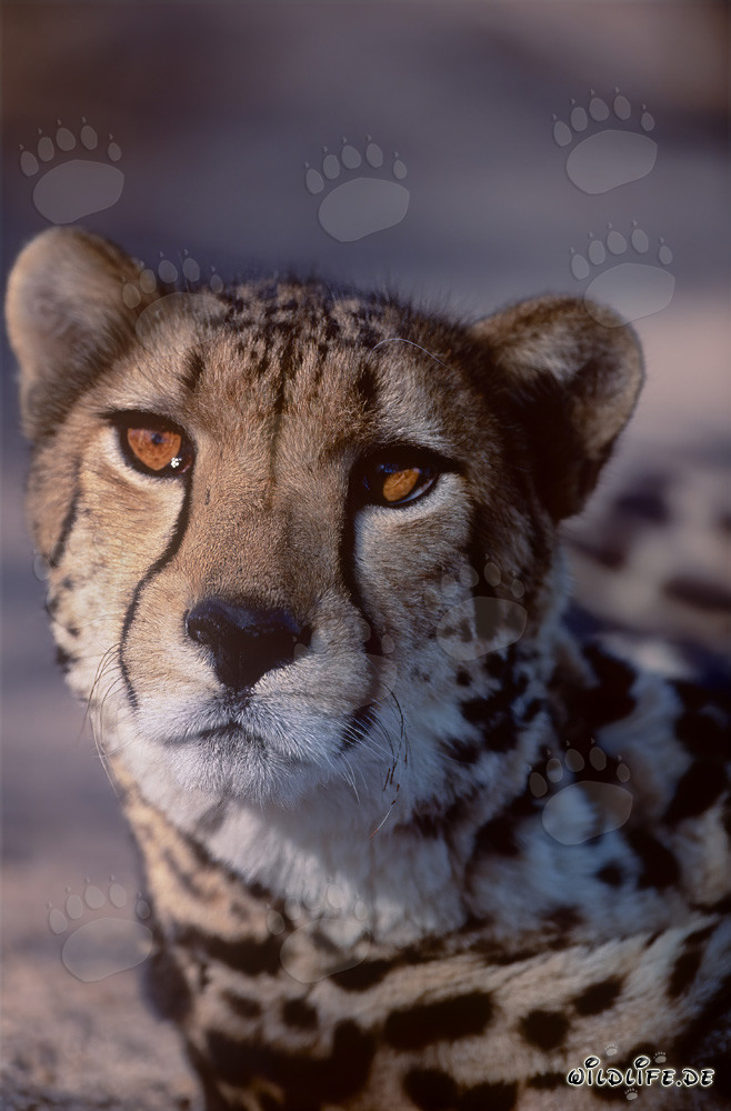 Faszinierendes Königsgepard Porträt in Frontalansicht