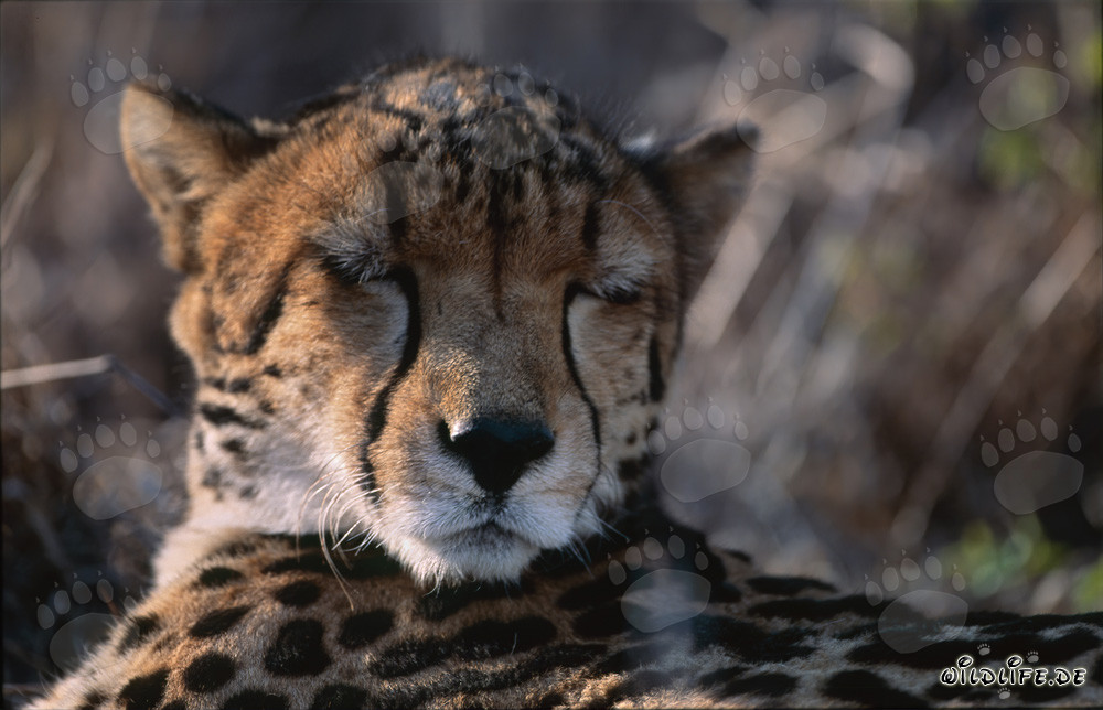 Ghepardo reale che dorme presso il Centro di ricerca e allevamento di Hoedspruit