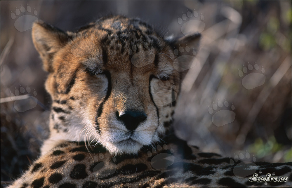 Guepard royal endormi au Centre de recherche et d'élevage de Hoedspruit