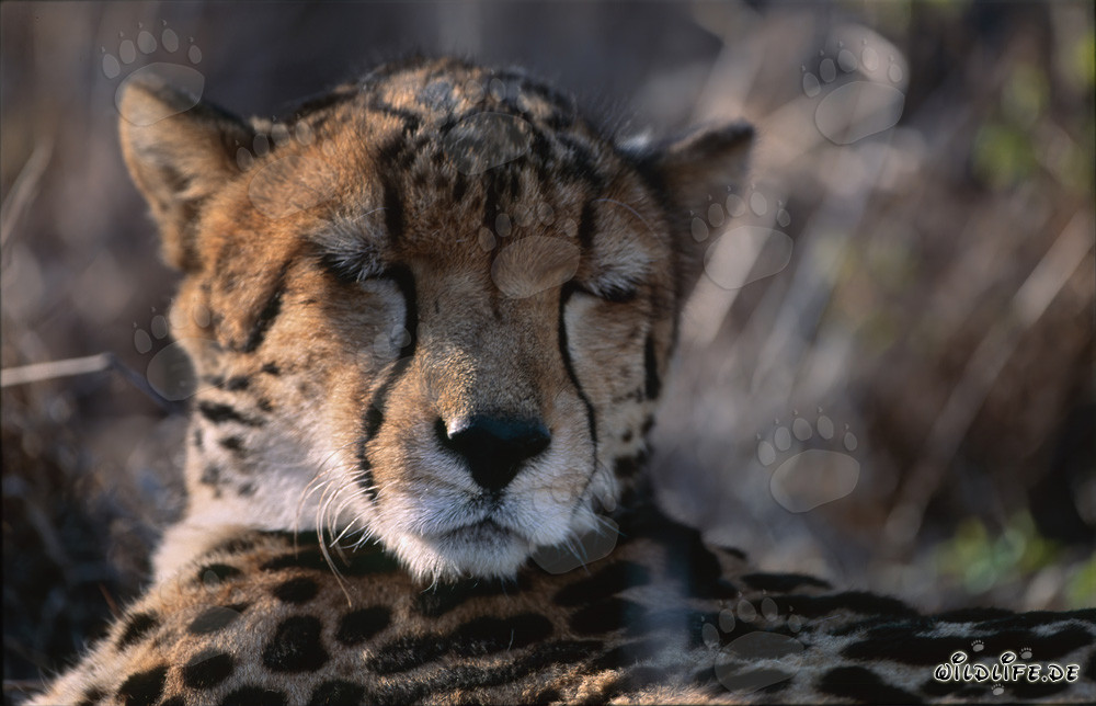 Sleeping King Cheetah at Hoedspruit Research & Breeding Centre