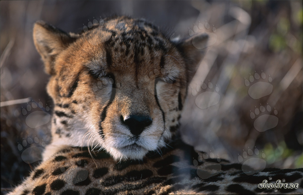 Schlafender Königsgepard in Hoedspruit Research & Breeding Centre