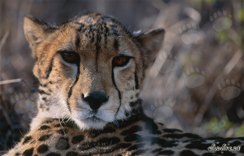 Leopardo real asombrado