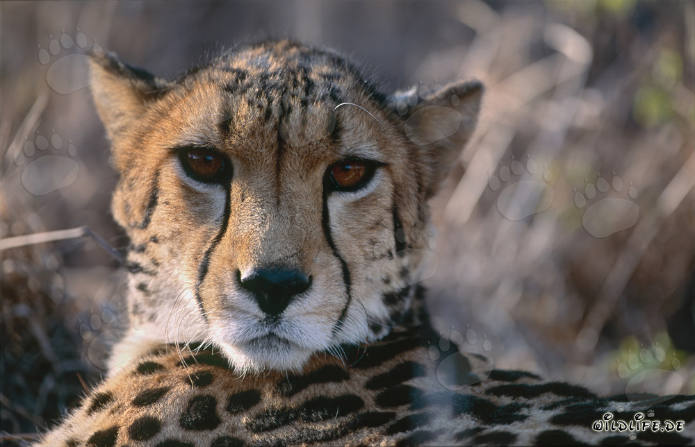 Affascinante ghepardo reale osserva interessato l'ambiente circostante