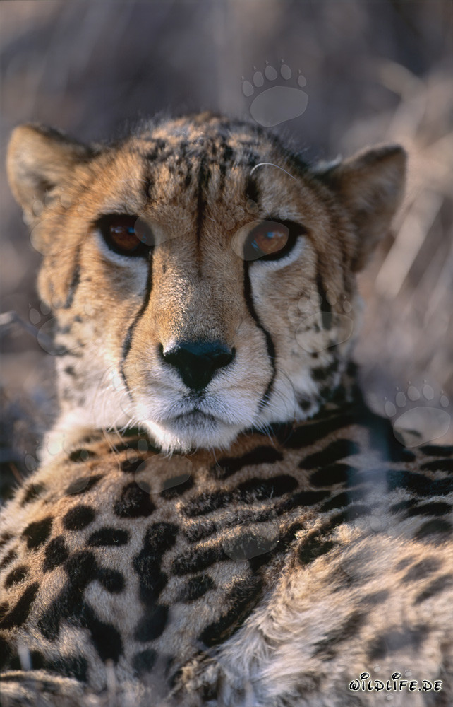 Ritratto maestoso di un ghepardo reale nella natura selvaggia del Sudafrica