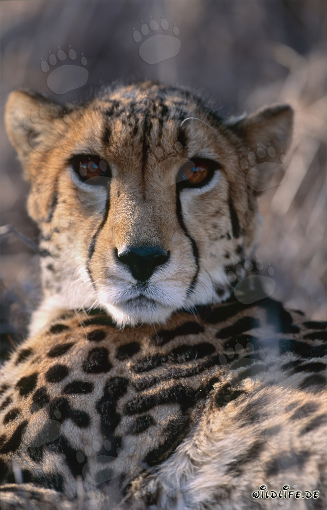Portrait majestueux d'un guépard royal dans la nature sauvage d'Afrique du Sud