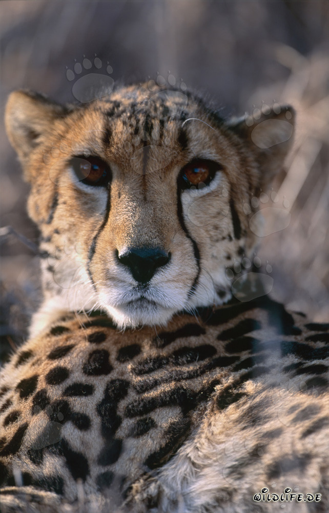 Retrato majestuoso de un guepardo real en la naturaleza salvaje de Sudáfrica