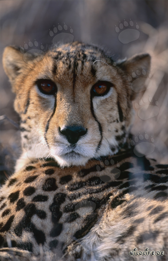 Majestic Portrait of a King Cheetah in the Wilderness of South Africa